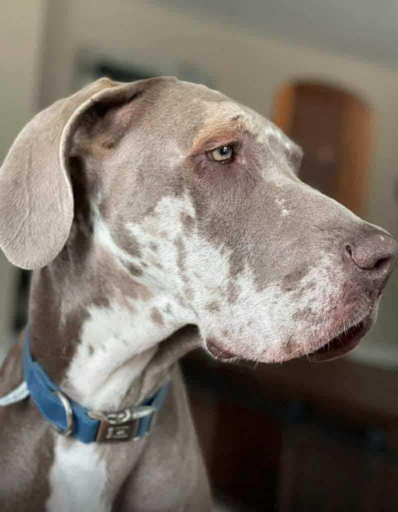 Quinn, a Adopted Great Dane in Chambersburg, PA image 3/3
