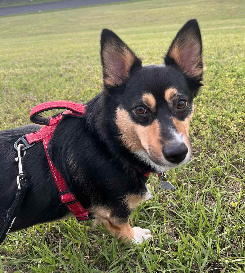 Enlarge Arlo ADOPTION PENDING, a Adoptable Corgi in Osteen, FL image 1/3