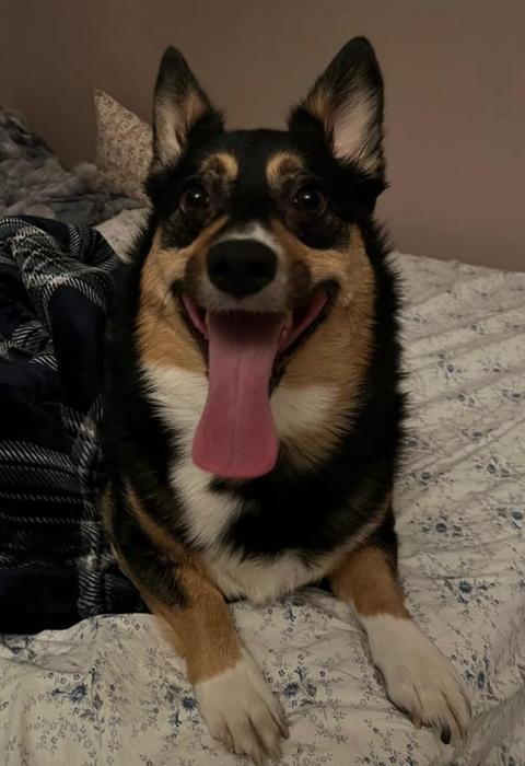 Enlarge Arlo ADOPTION PENDING, a Adoptable Corgi in Osteen, FL image 2/3