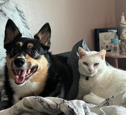 Enlarge Arlo ADOPTION PENDING, a Adoptable Corgi in Osteen, FL image 3/3