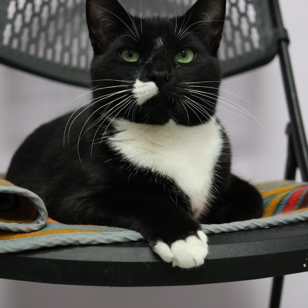 Cecil, Adoptable, Young Male Domestic Short Hair.