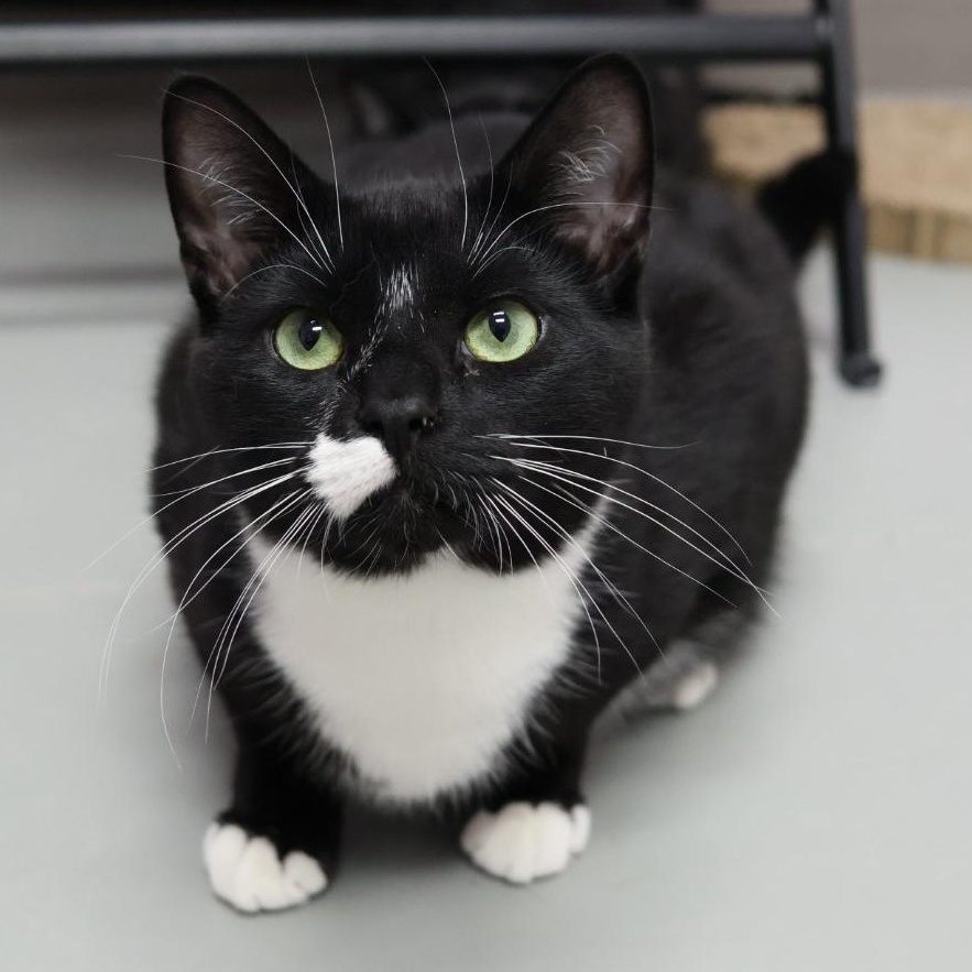 Cecil, Adoptable, Young Male Domestic Short Hair.