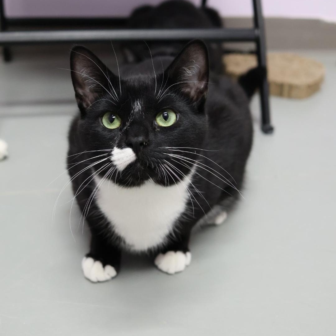 Enlarge Cecil, a Adoptable mixed breed in Terryville, CT image 3/6