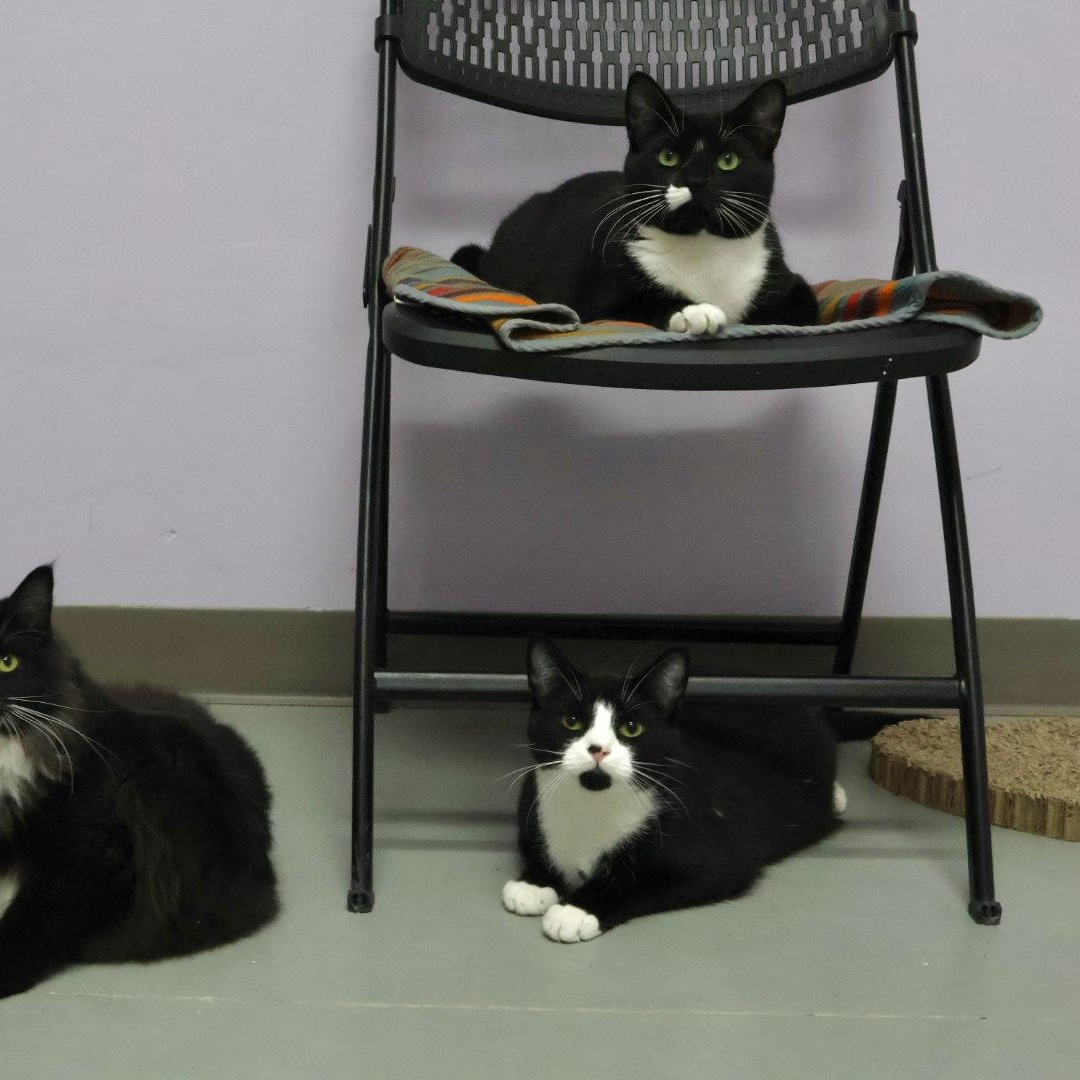 Enlarge Cecil, a Adoptable mixed breed in Terryville, CT image 4/6