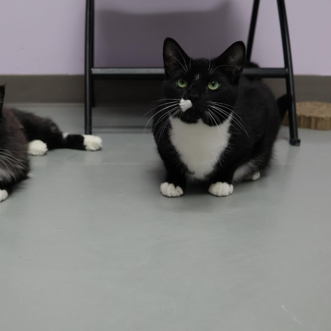 Enlarge Cecil, a Adoptable mixed breed in Terryville, CT image 5/6