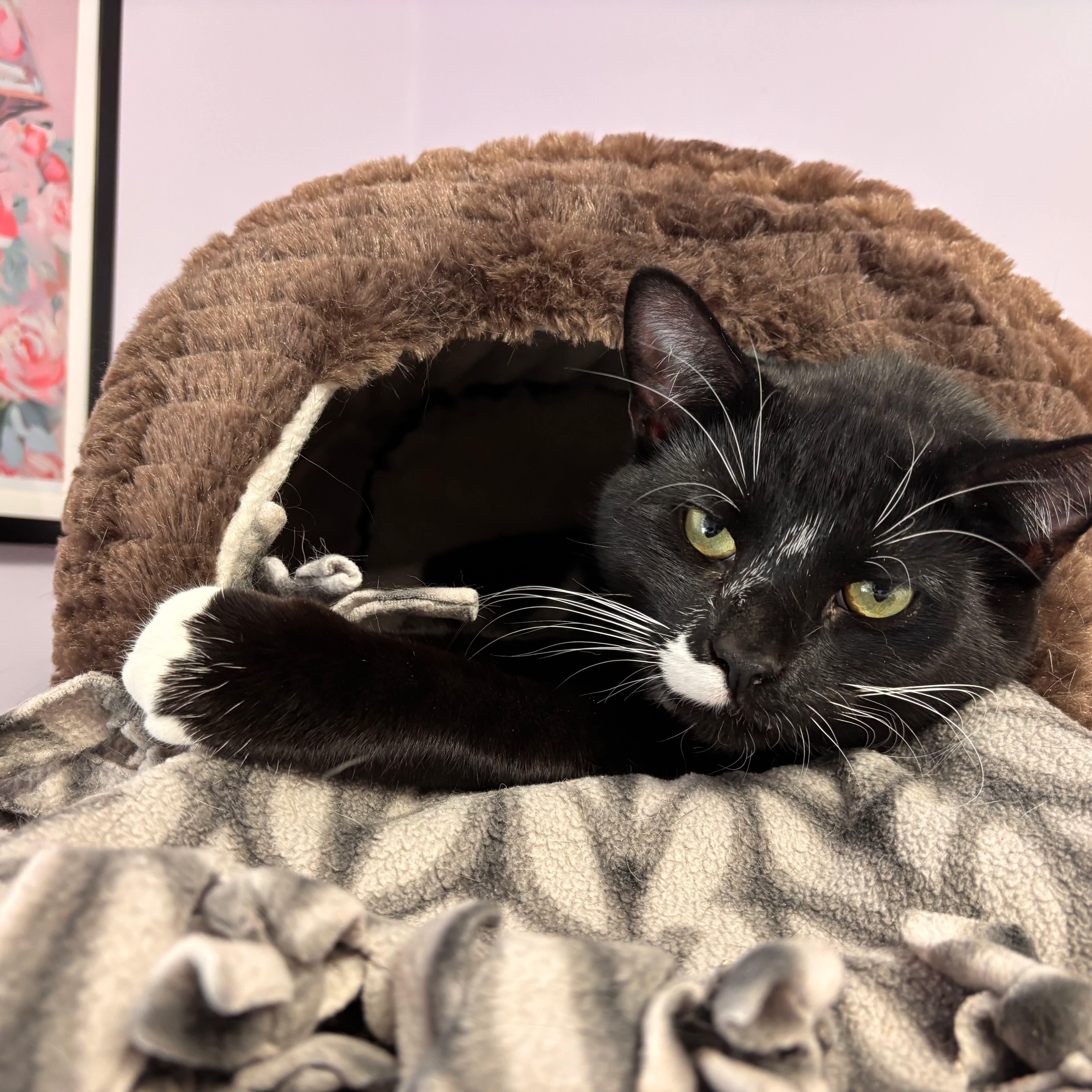 Enlarge Cecil, a Adoptable mixed breed in Terryville, CT image 6/6