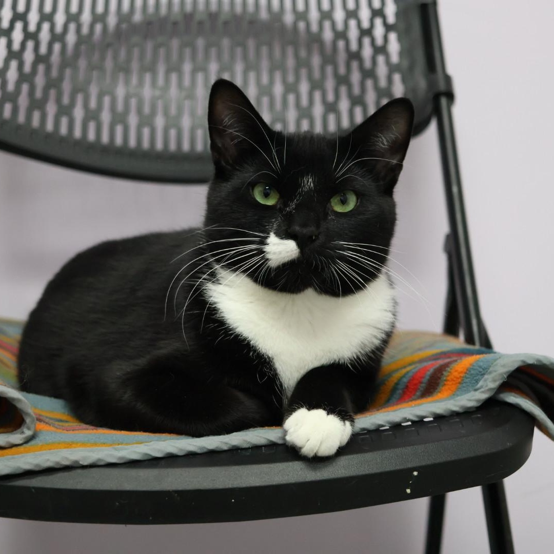 Enlarge Cecil, a Adoptable mixed breed in Terryville, CT image 1/6