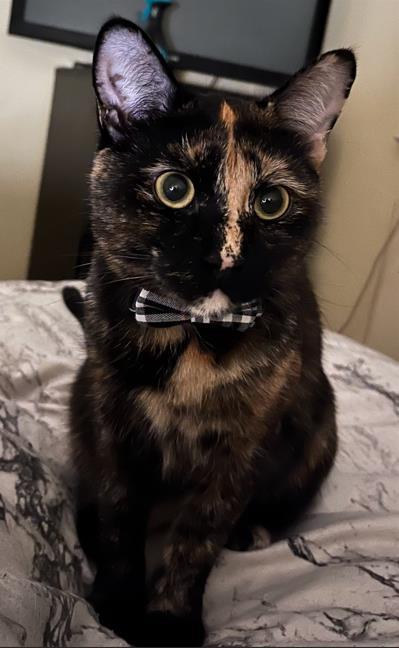 Nyx, a Adoptable Domestic Short Hair in Montreal, QC image 1/3