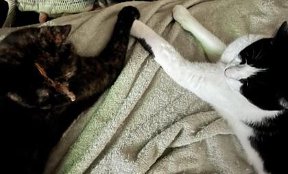 Nyx, a Adoptable Domestic Short Hair in Montreal, QC image 3/3