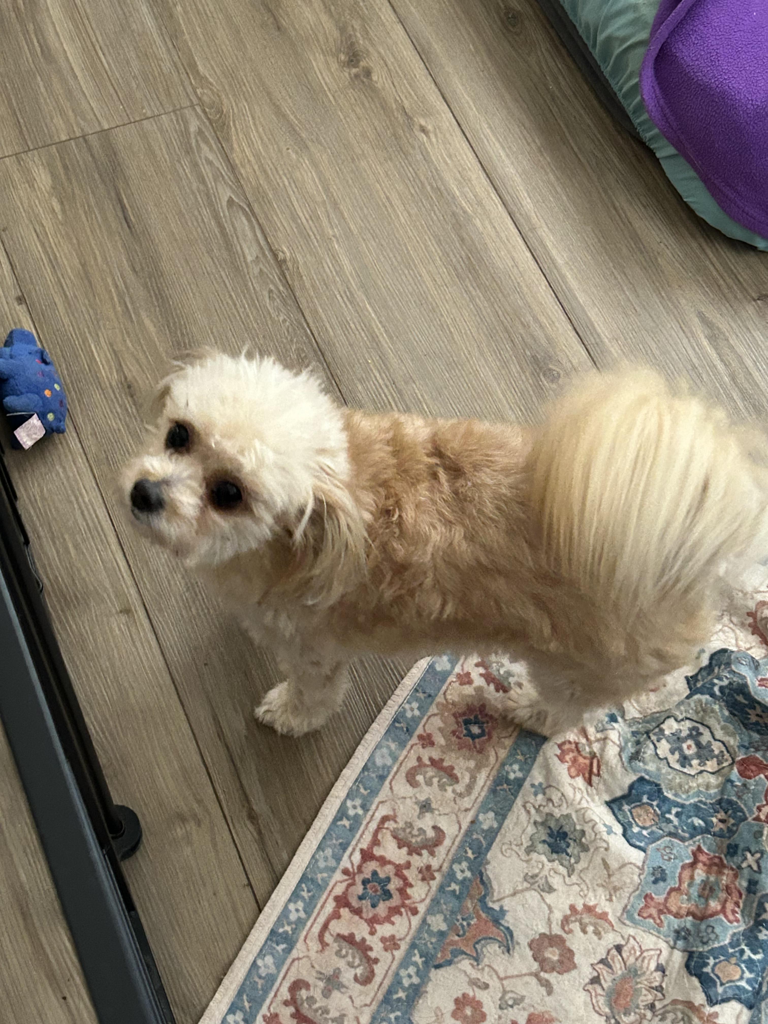 Simon, Adoptable, Puppy Male Maltese & Poodle.
