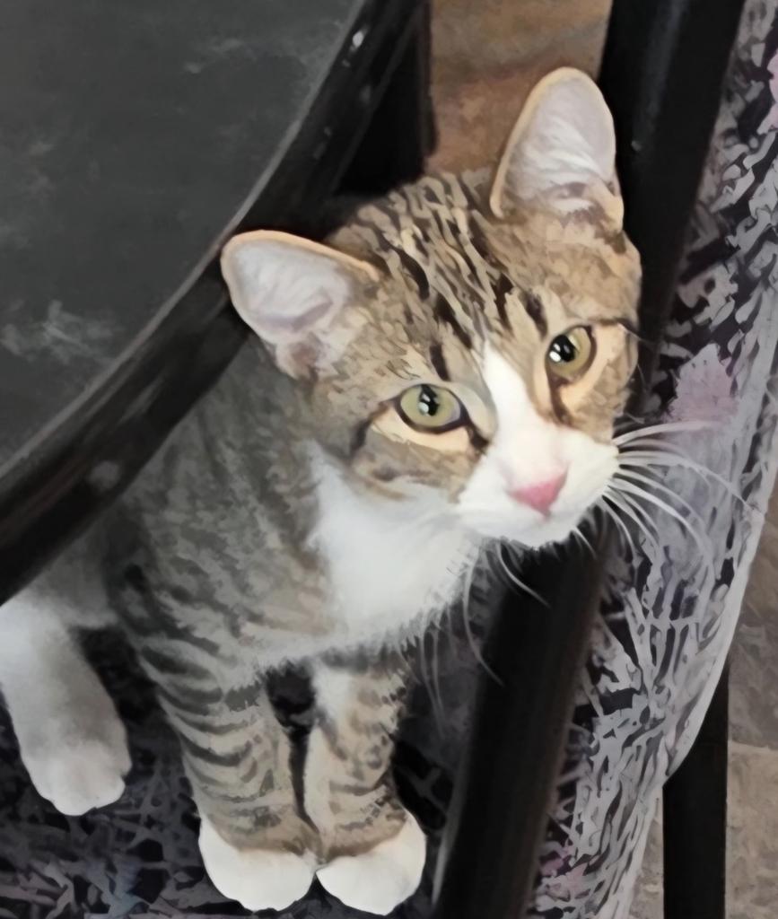 Enlarge Benjamin, a Adoptable mixed breed in Ontario, OR image 2/2