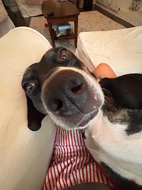 Barkley the Tripod