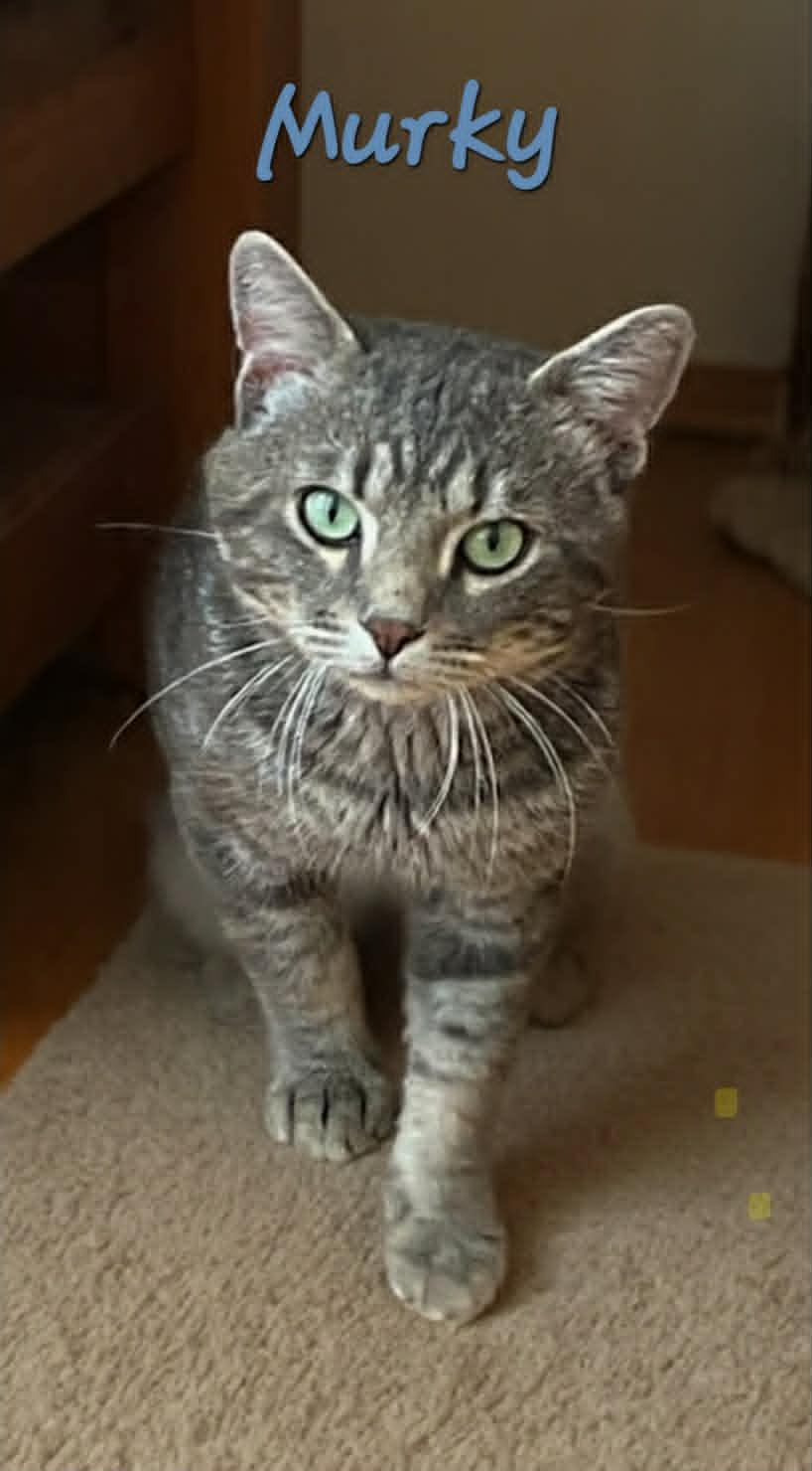 Enlarge Murky, a Adoptable Domestic Short Hair in Randolph, AL image 2/2