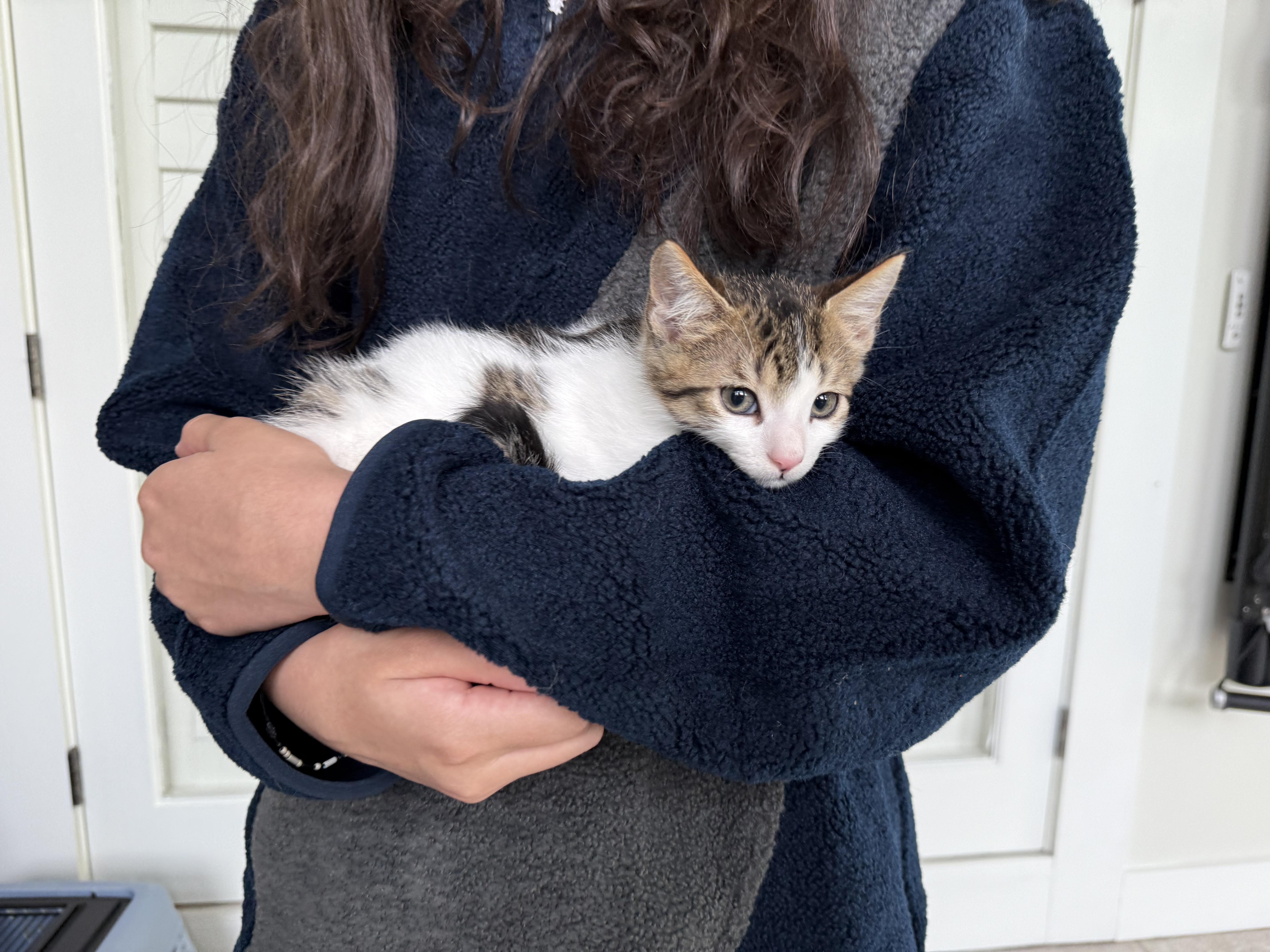 Ross and Chandler bonded pair, a Adoptable Domestic Short Hair in Ponte vedra, FL image 1/5