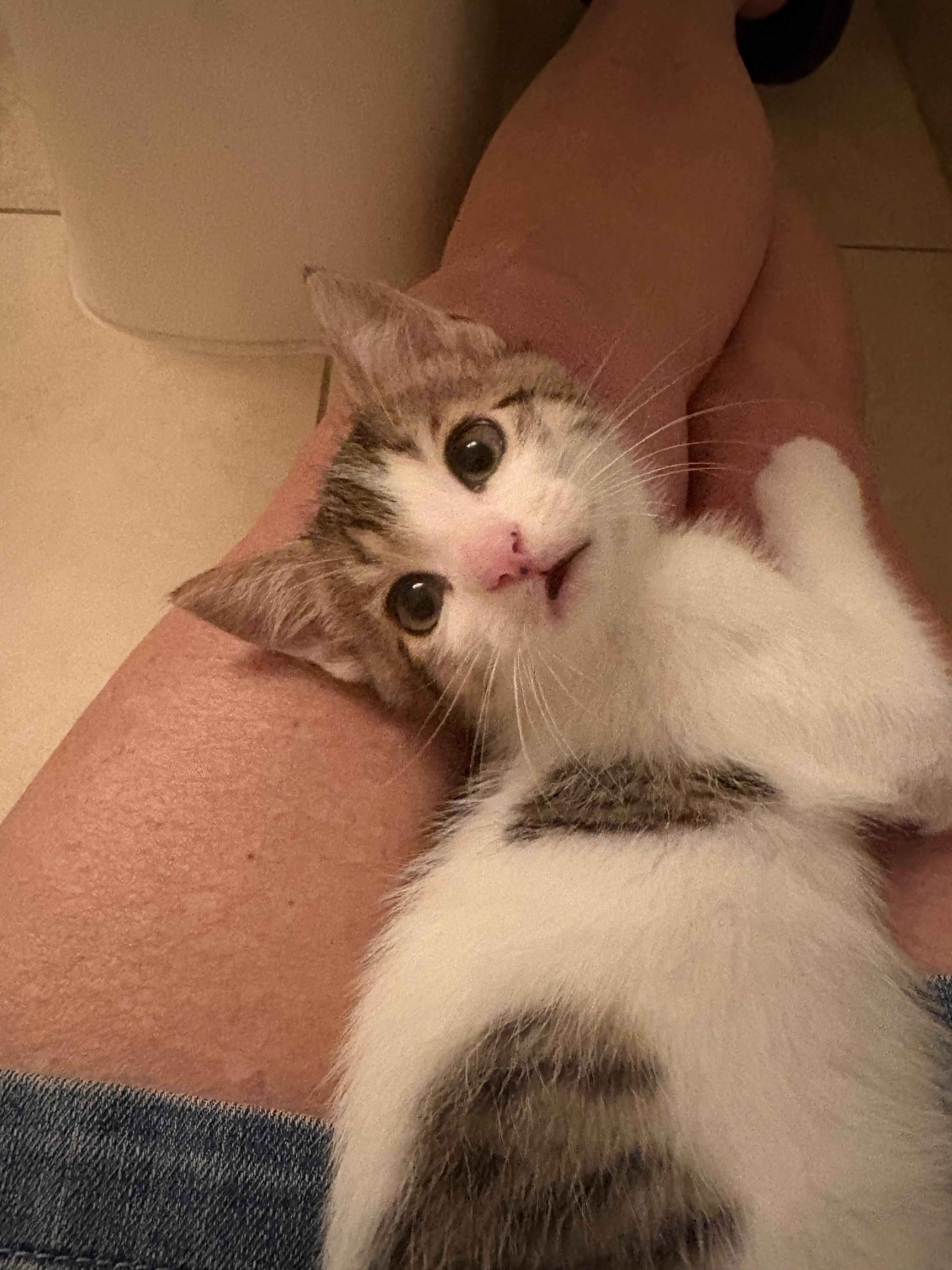 Ross and Chandler bonded pair, a Adoptable Domestic Short Hair in Ponte vedra, FL image 2/5