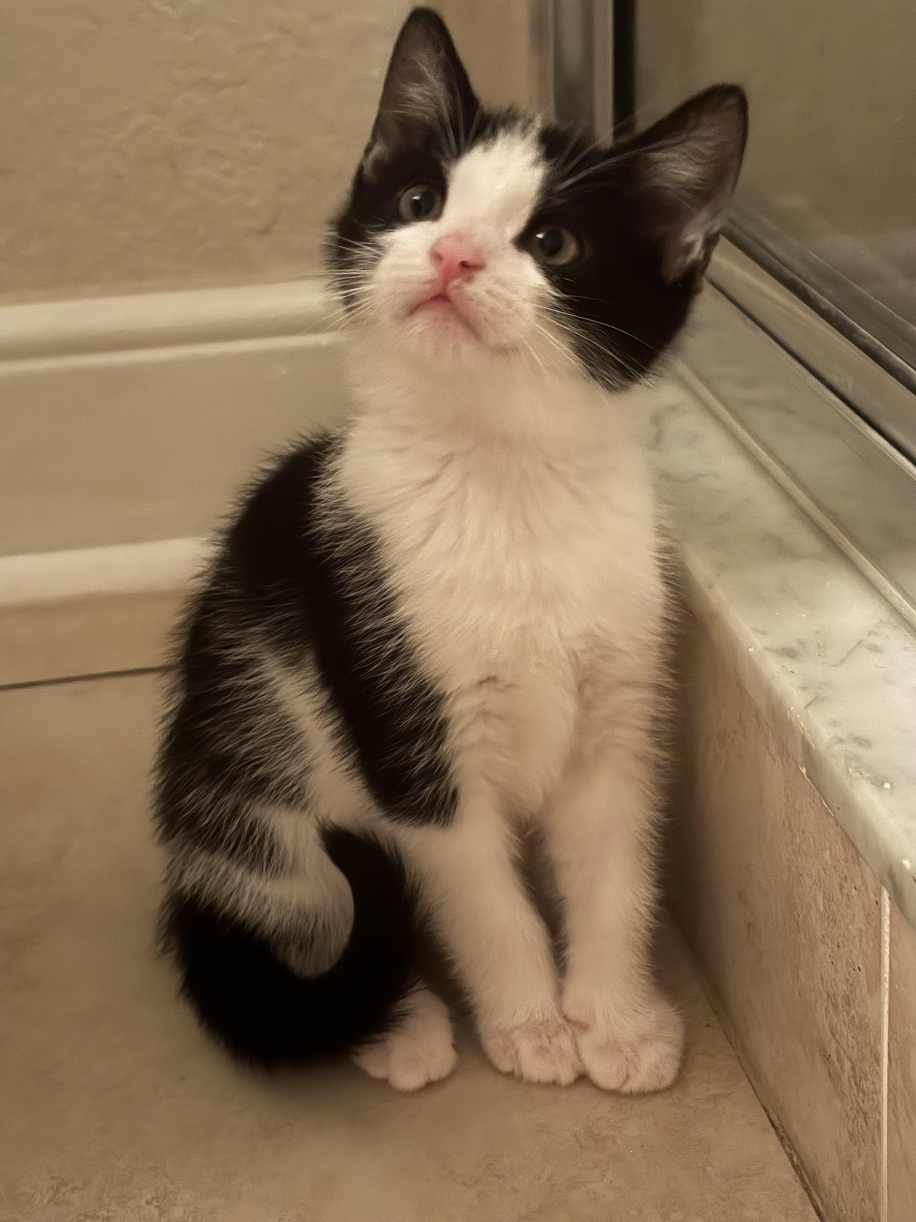 Ross and Chandler bonded pair, a Adoptable Domestic Short Hair in Ponte vedra, FL image 3/5