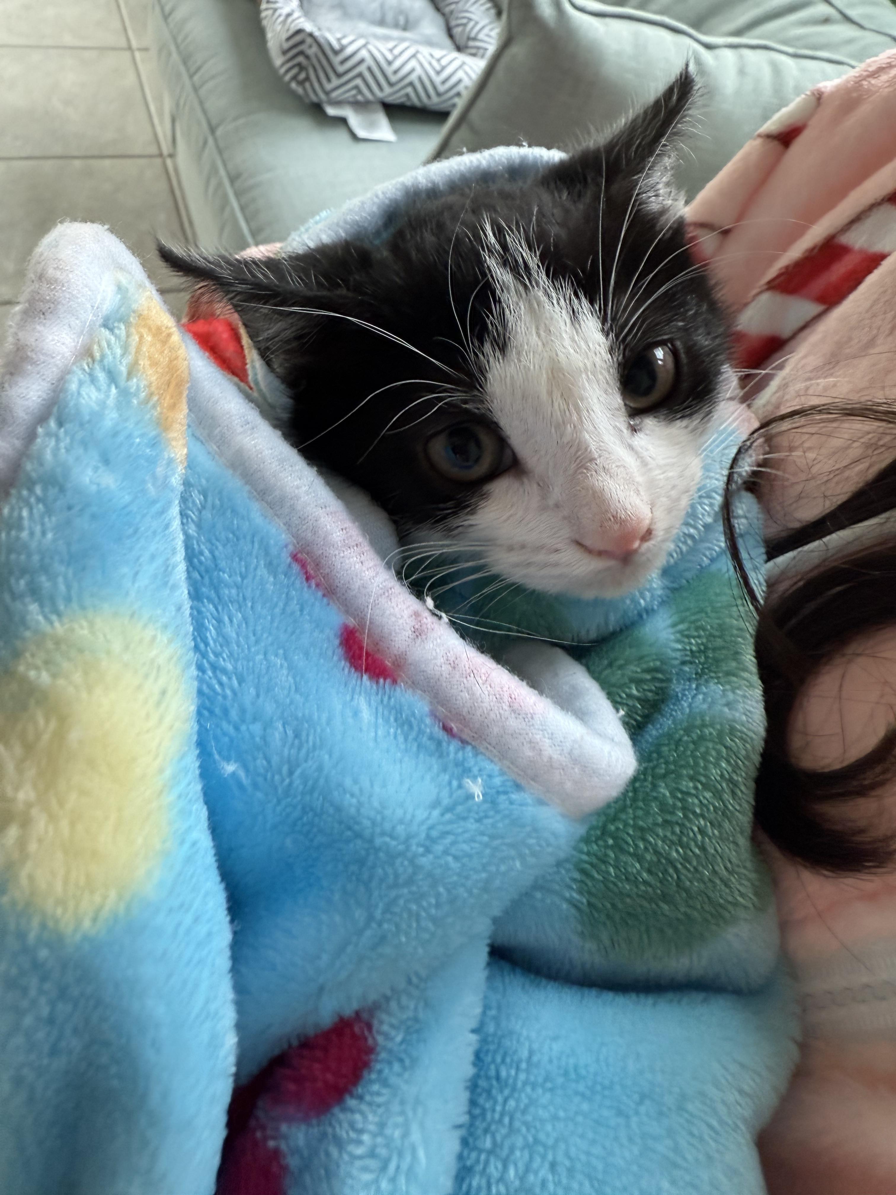 Ross and Chandler bonded pair, a Adoptable Domestic Short Hair in Ponte vedra, FL image 4/5