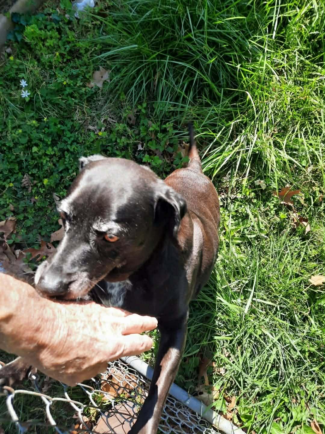 Enlarge Pretty Girl (Courtesy Post), a ADOPTABLE Mixed Breed in Talbott, TN image 3/3