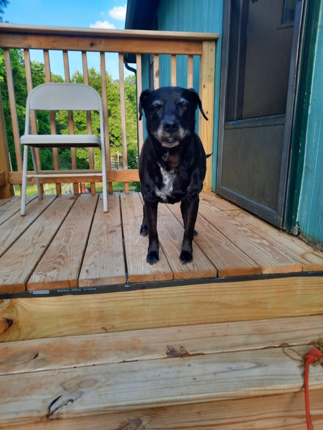 Enlarge Pretty Girl (Courtesy Post), a ADOPTABLE Mixed Breed in Talbott, TN image 1/3