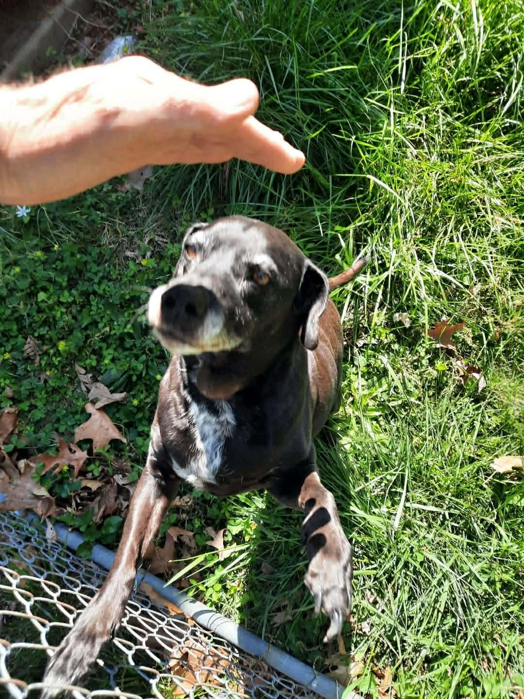 Enlarge Pretty Girl (Courtesy Post), a ADOPTABLE Mixed Breed in Talbott, TN image 2/3