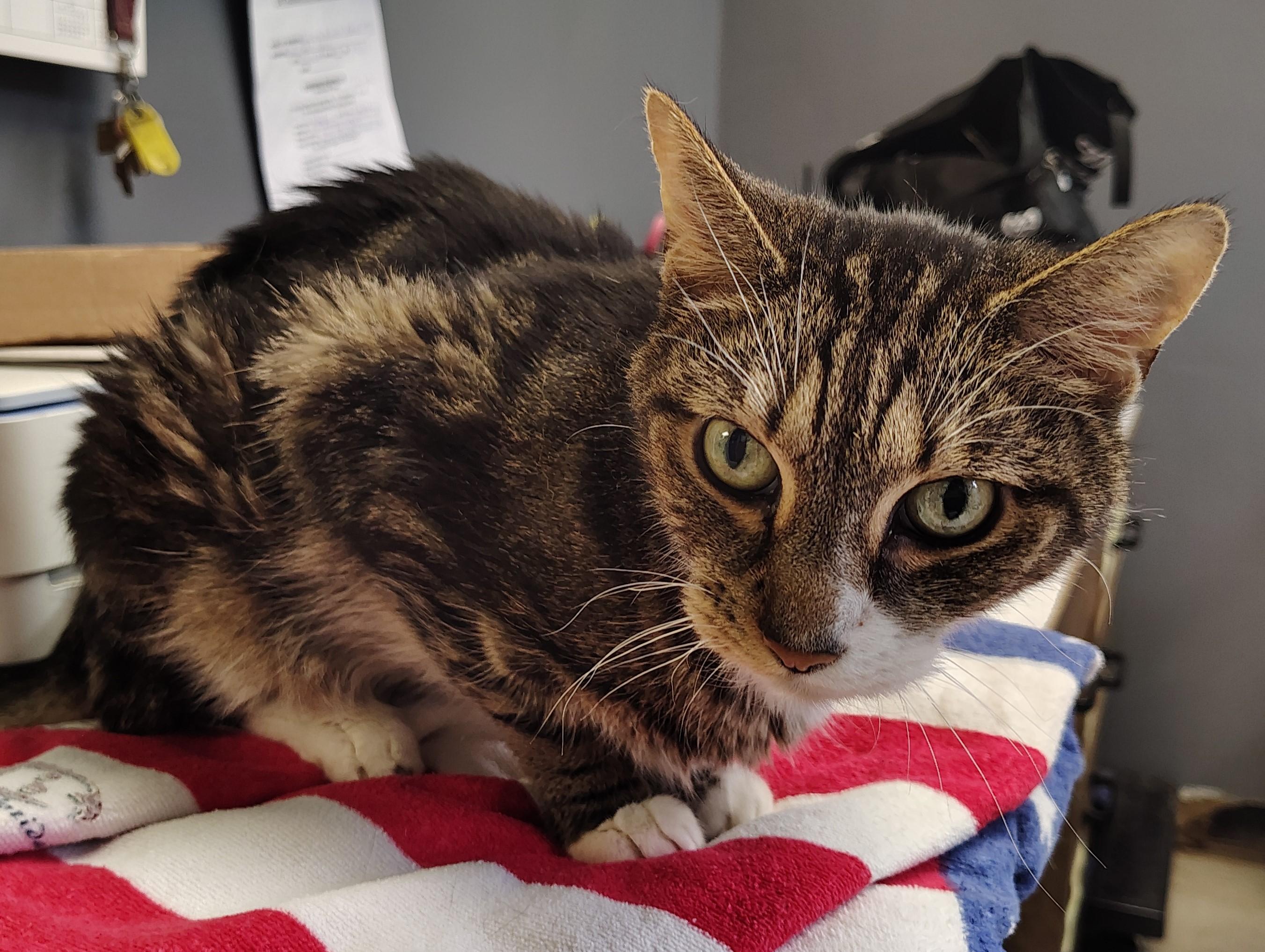 Rocky, Adoptable, Senior Male Domestic Short Hair.