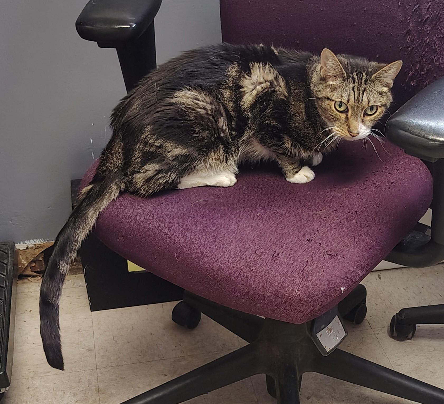 Enlarge Rocky, a Adoptable Domestic Short Hair in Englewood, NJ image 2/2