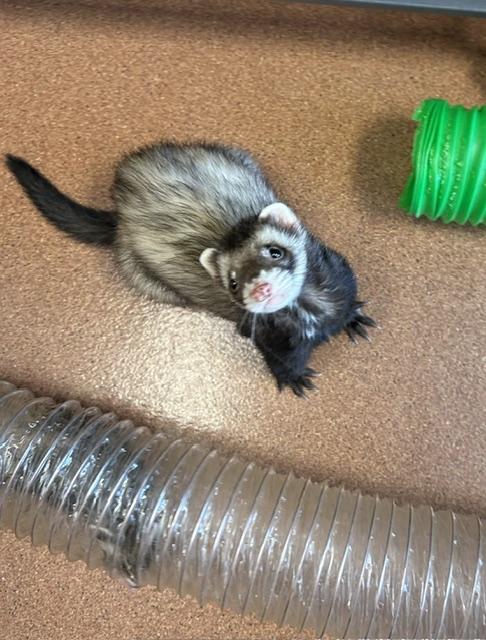 Milo and Koda, ADOPTABLE, Adult Male Ferret.