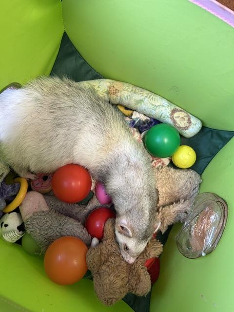 Enlarge Milo and Koda, a ADOPTABLE Ferret in Madison, WI image 2/2
