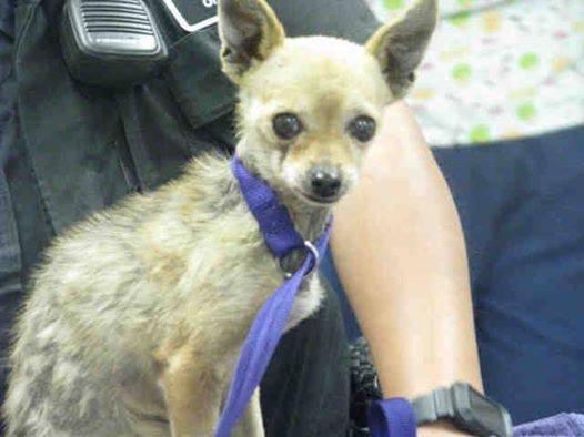 Enlarge Little Prince, a Adoptable Chihuahua in Studio City, CA image 1/4