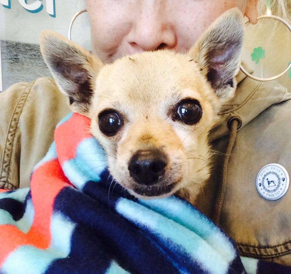 Enlarge Little Prince, a Adoptable Chihuahua in Studio City, CA image 2/4
