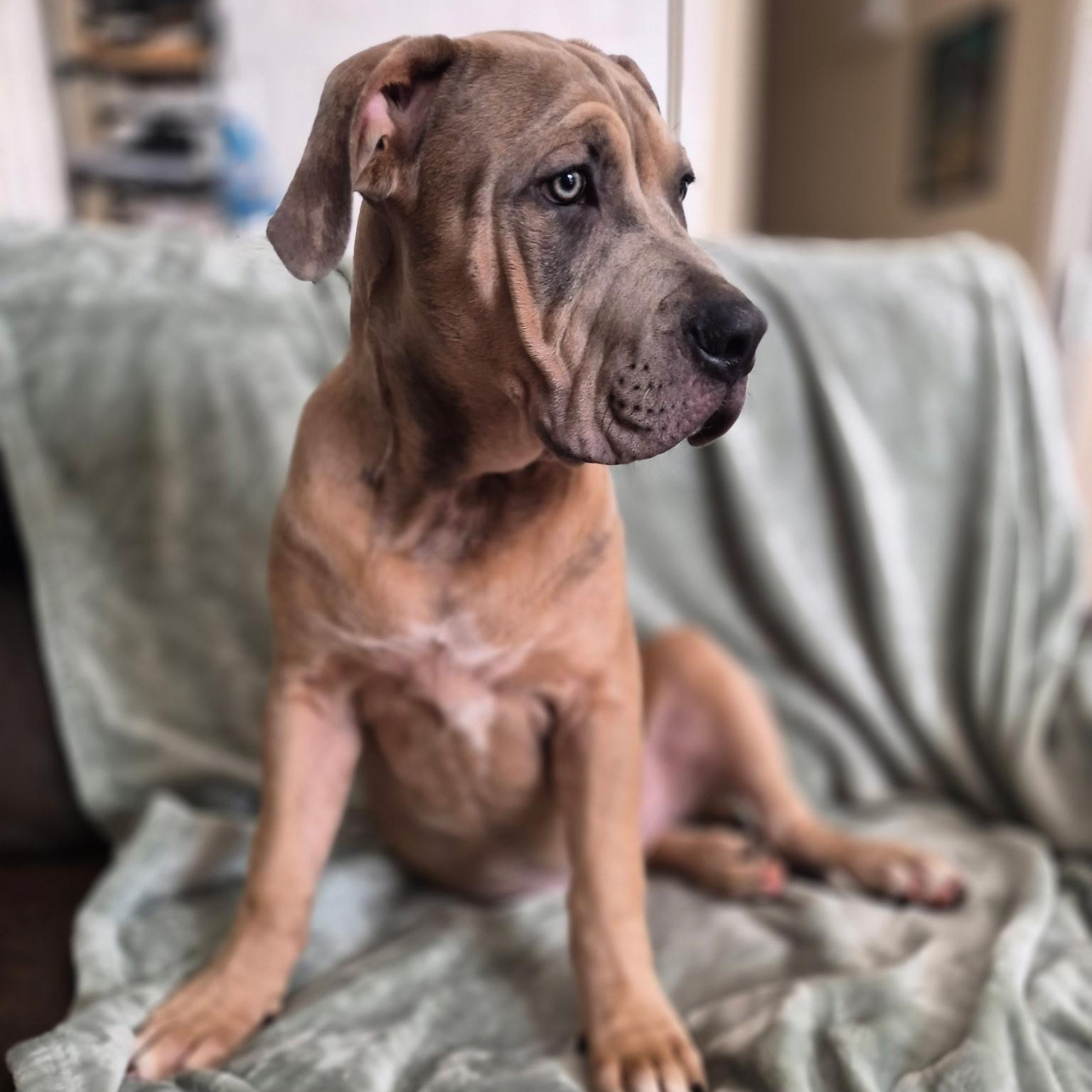 Enlarge Chonk, a Adoptable mixed breed in Citrus Heights, CA image 6/6