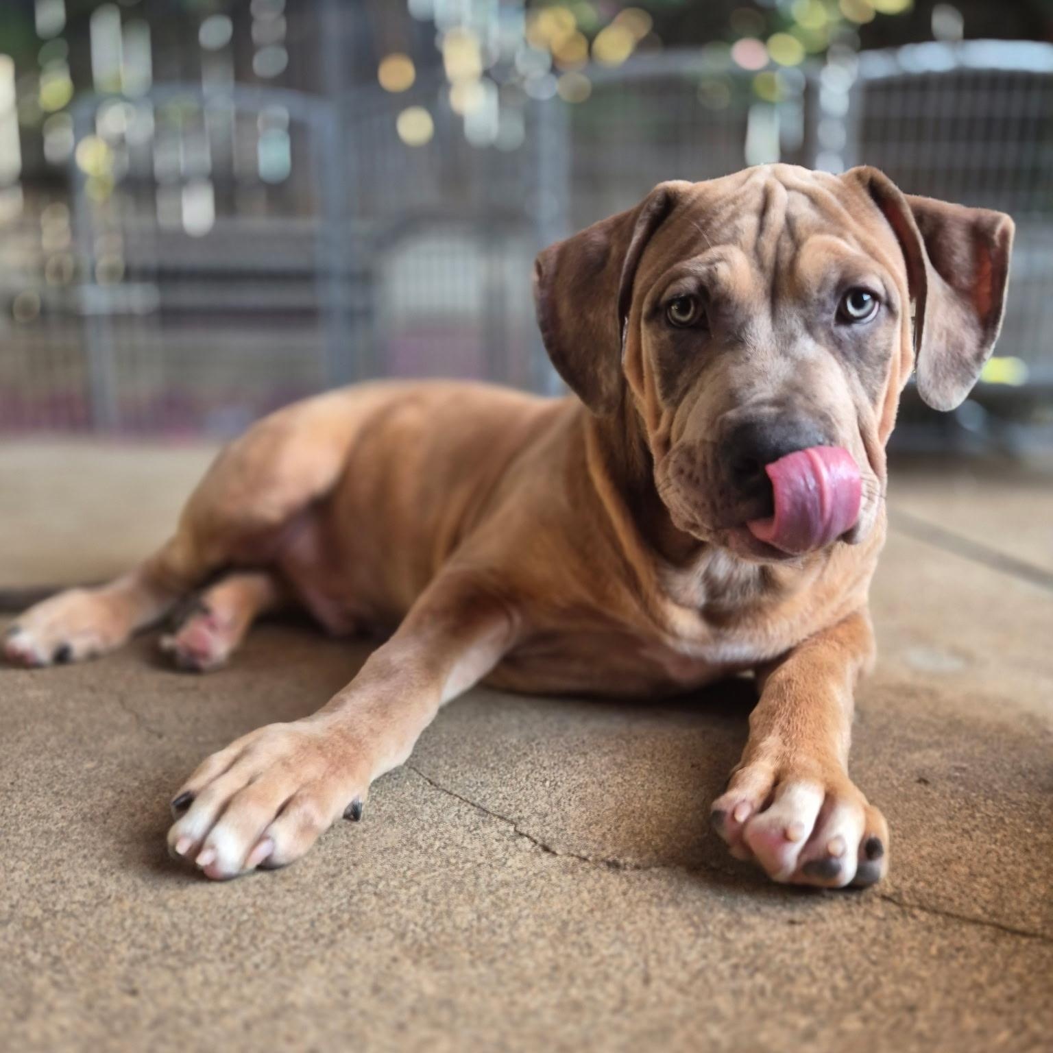 Enlarge Chonk, a Adoptable mixed breed in Citrus Heights, CA image 5/6