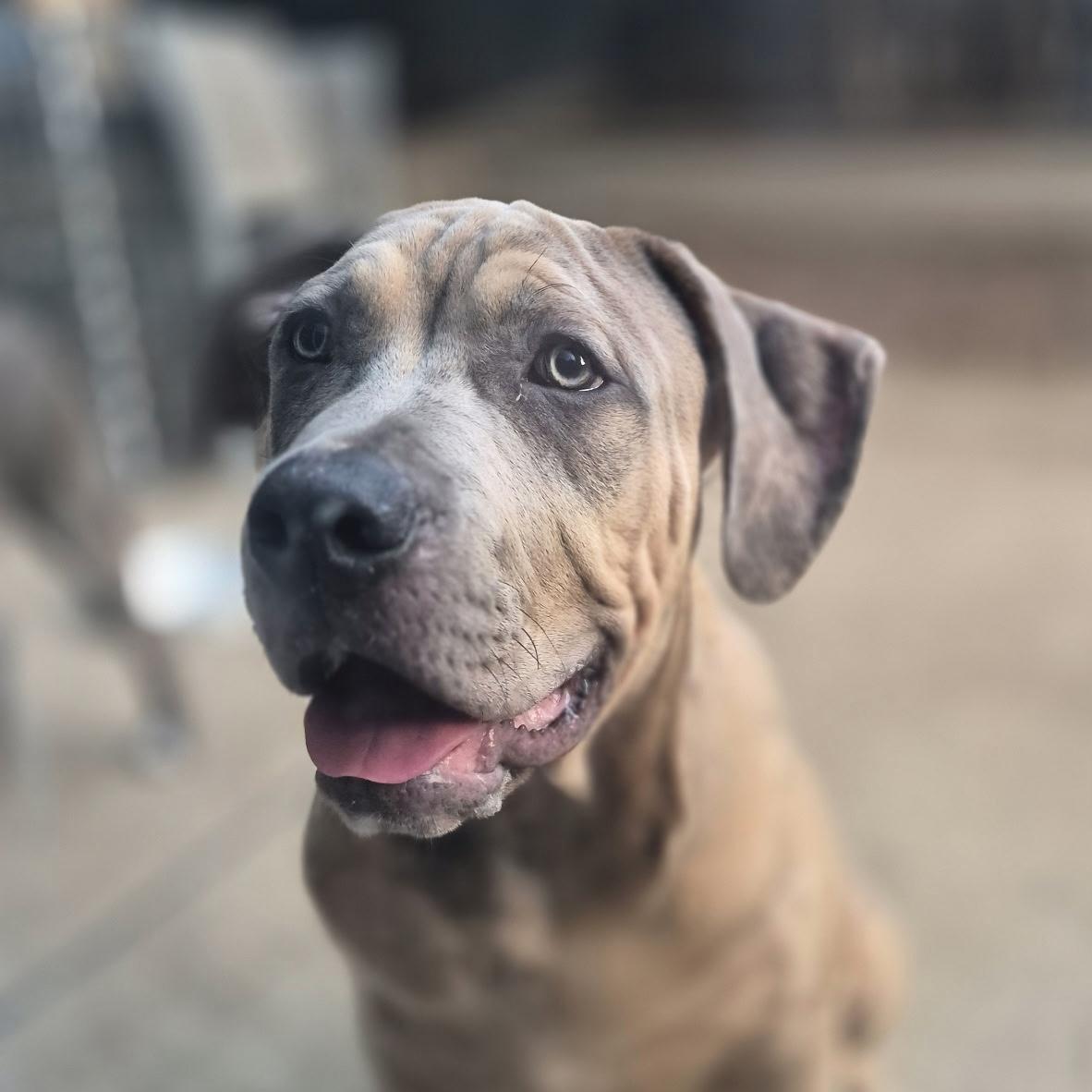 Chonk, Adoptable, Puppy Male American Bully & Pit Bull Terrier.
