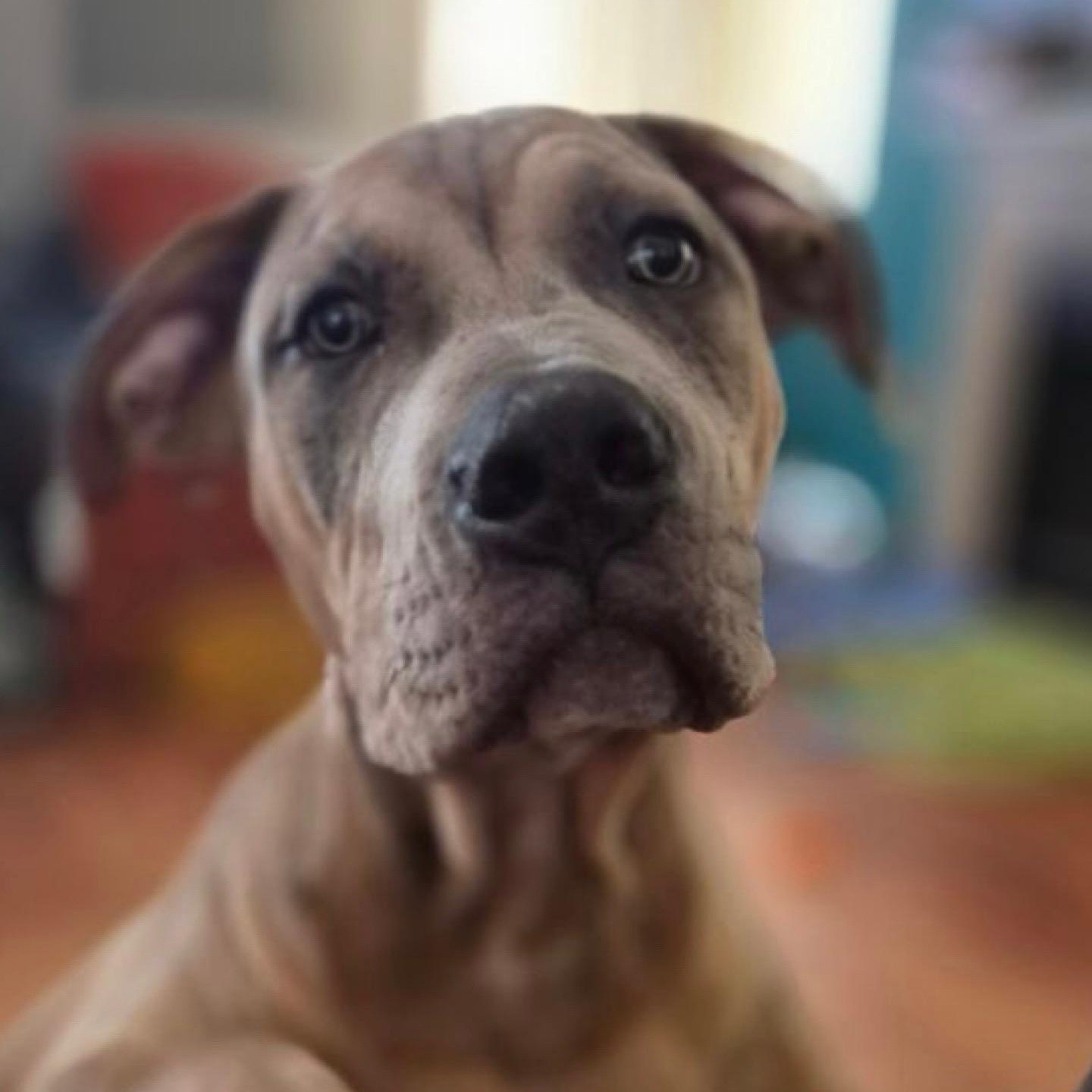 Enlarge Chonk, a Adoptable mixed breed in Citrus Heights, CA image 2/6