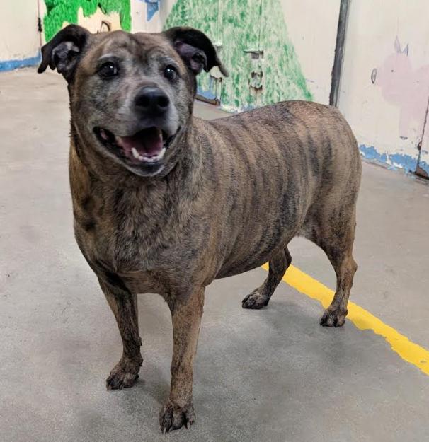 Enlarge 4323 Sham, a Adopted mixed breed in Phoenix, AZ image 2/2
