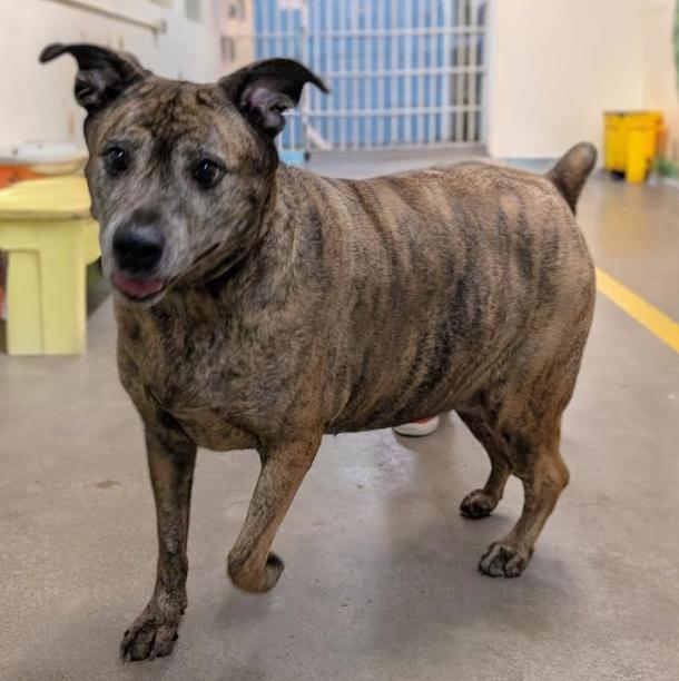 Enlarge 4323 Sham, a Adopted mixed breed in Phoenix, AZ image 1/2