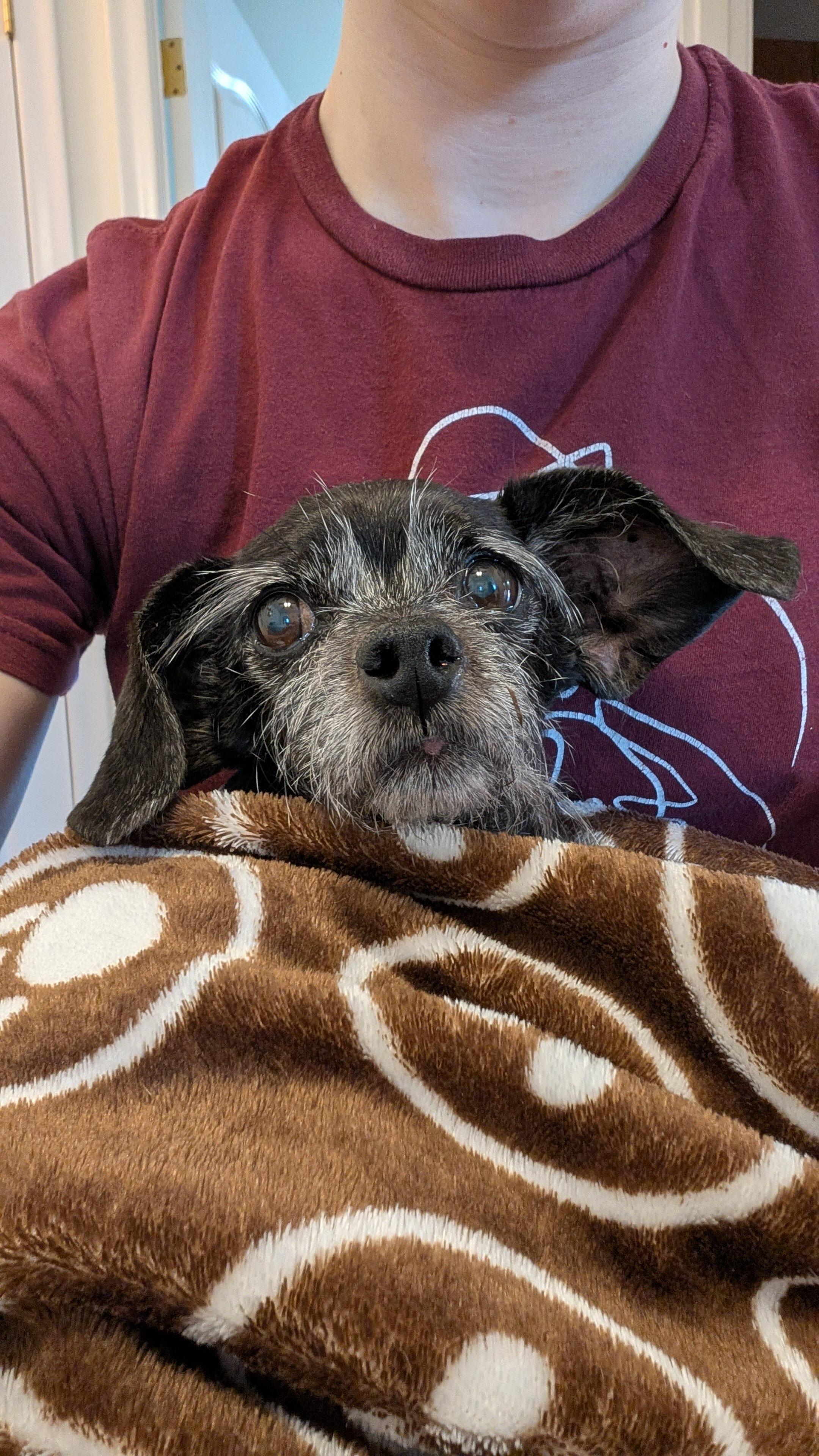 Rosy, a ADOPTABLE mixed breed in Oakville, ON image 3/6