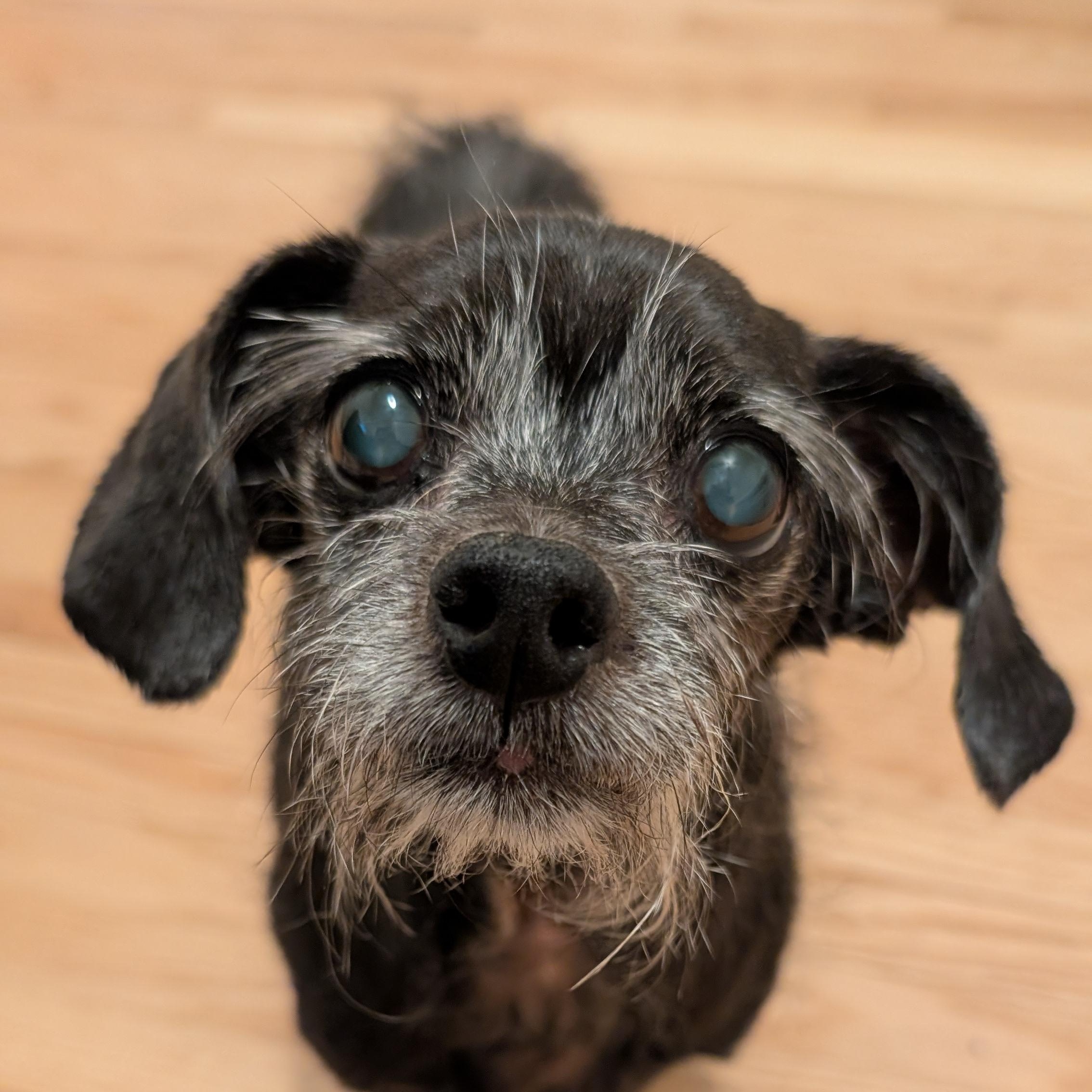 Rosy, a ADOPTABLE mixed breed in Oakville, ON image 1/6