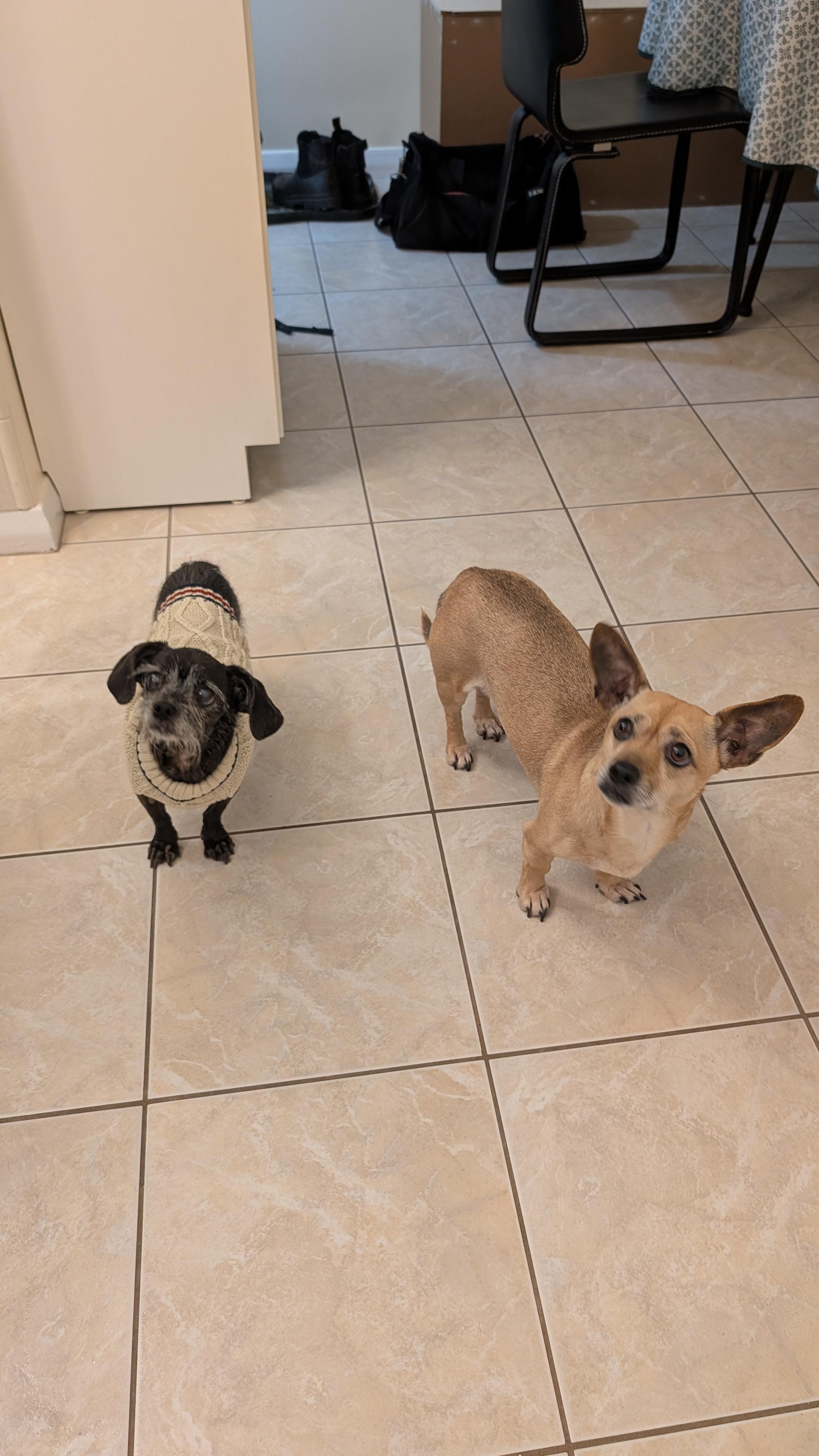 Rosy, a ADOPTABLE mixed breed in Oakville, ON image 4/6