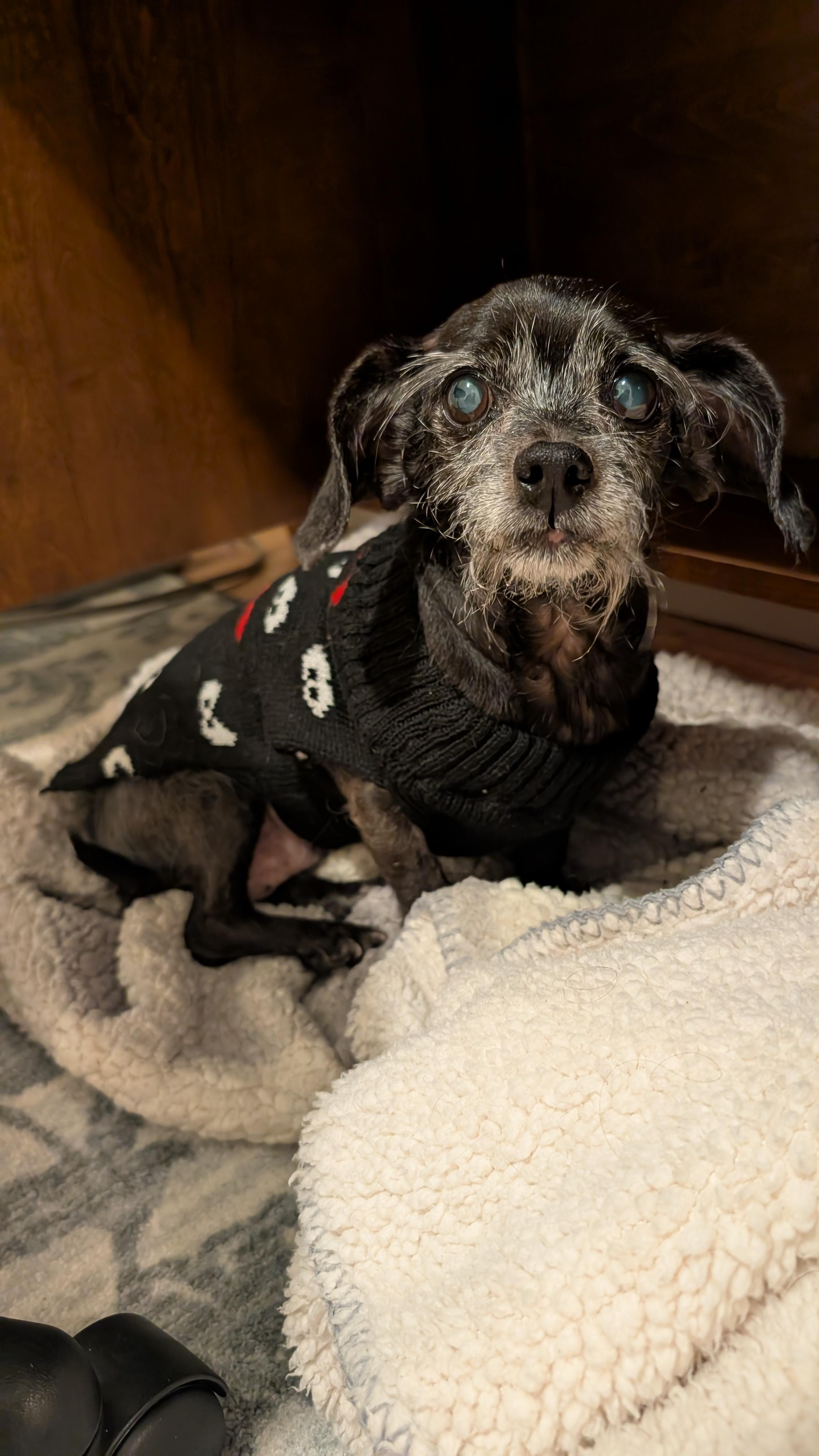 Rosy, a ADOPTABLE mixed breed in Oakville, ON image 6/6