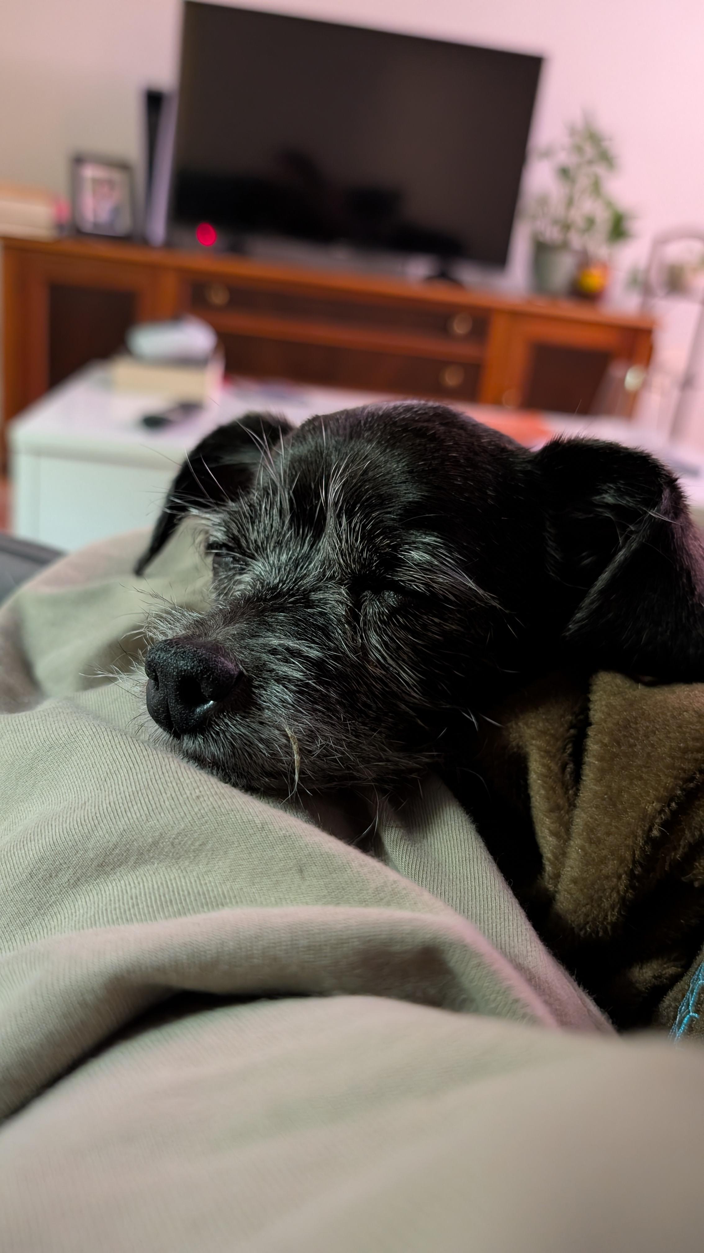 Rosy, a ADOPTABLE mixed breed in Oakville, ON image 5/6