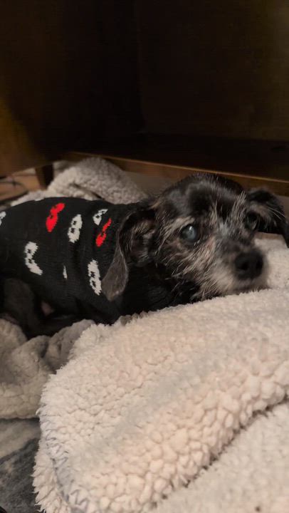 Enlarge Rosy, a ADOPTABLE mixed breed in Oakville, ON video 2/6