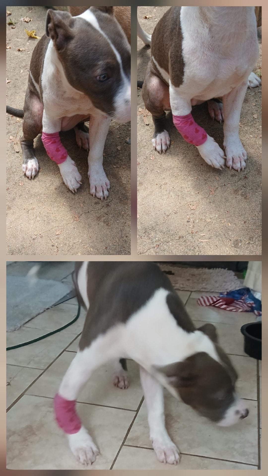 Enlarge IrisBlueberry, an adopted Pit Bull Terrier in Lonsdale, AR image 2/4