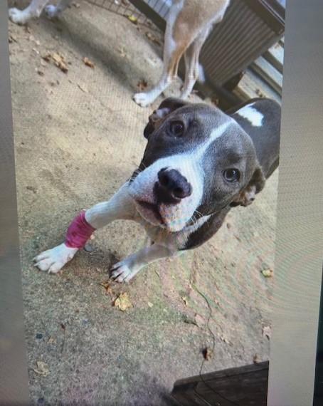 Enlarge IrisBlueberry, an adopted Pit Bull Terrier in Lonsdale, AR image 1/4