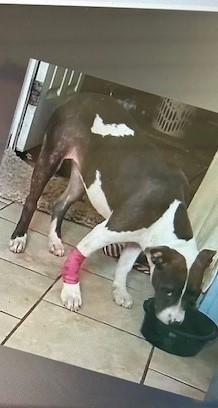 Enlarge IrisBlueberry, an adopted Pit Bull Terrier in Lonsdale, AR image 3/4