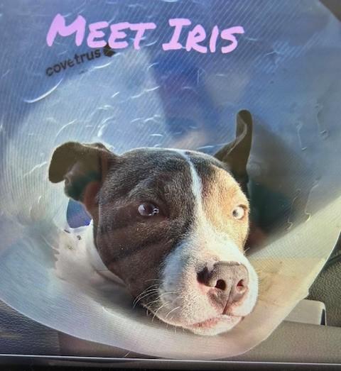 Enlarge IrisBlueberry, an adopted Pit Bull Terrier in Lonsdale, AR image 4/4