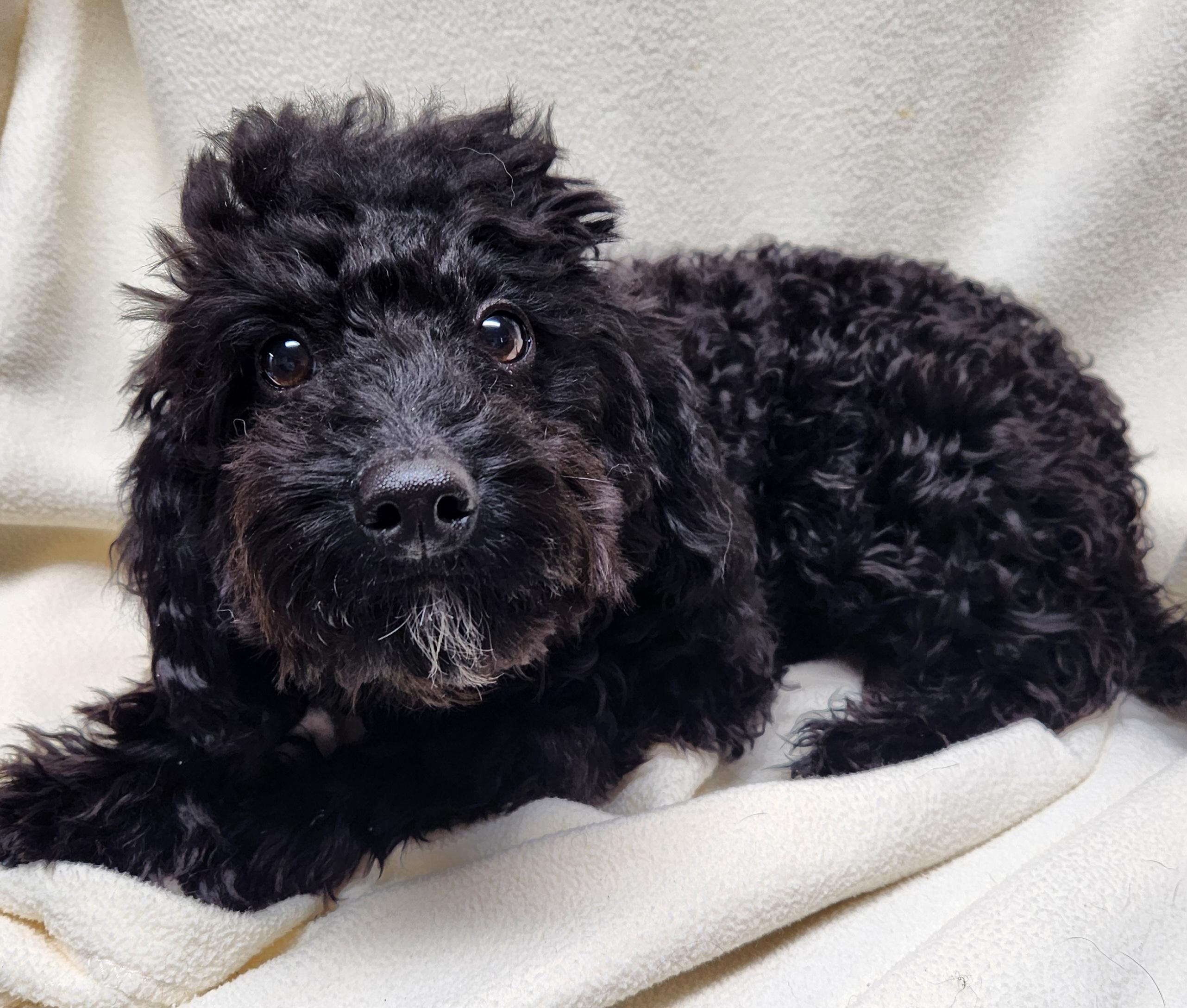 Enlarge Jamie( male cavapoo), an adopted Cavapoo in Smithfield, PA image 1/1