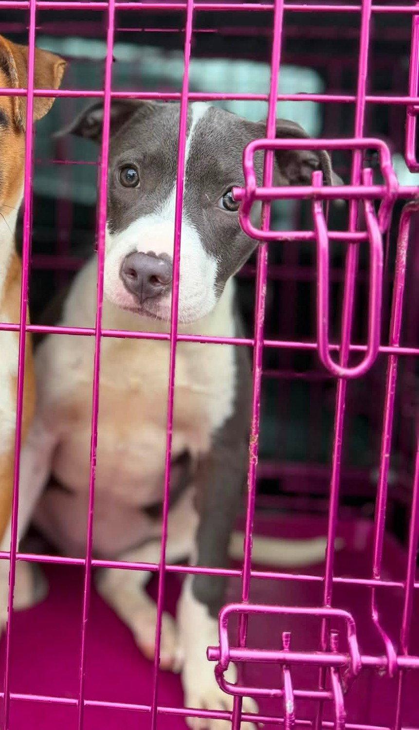 Bella (Belladonna), Adoptable, Puppy Female Pit Bull Terrier.
