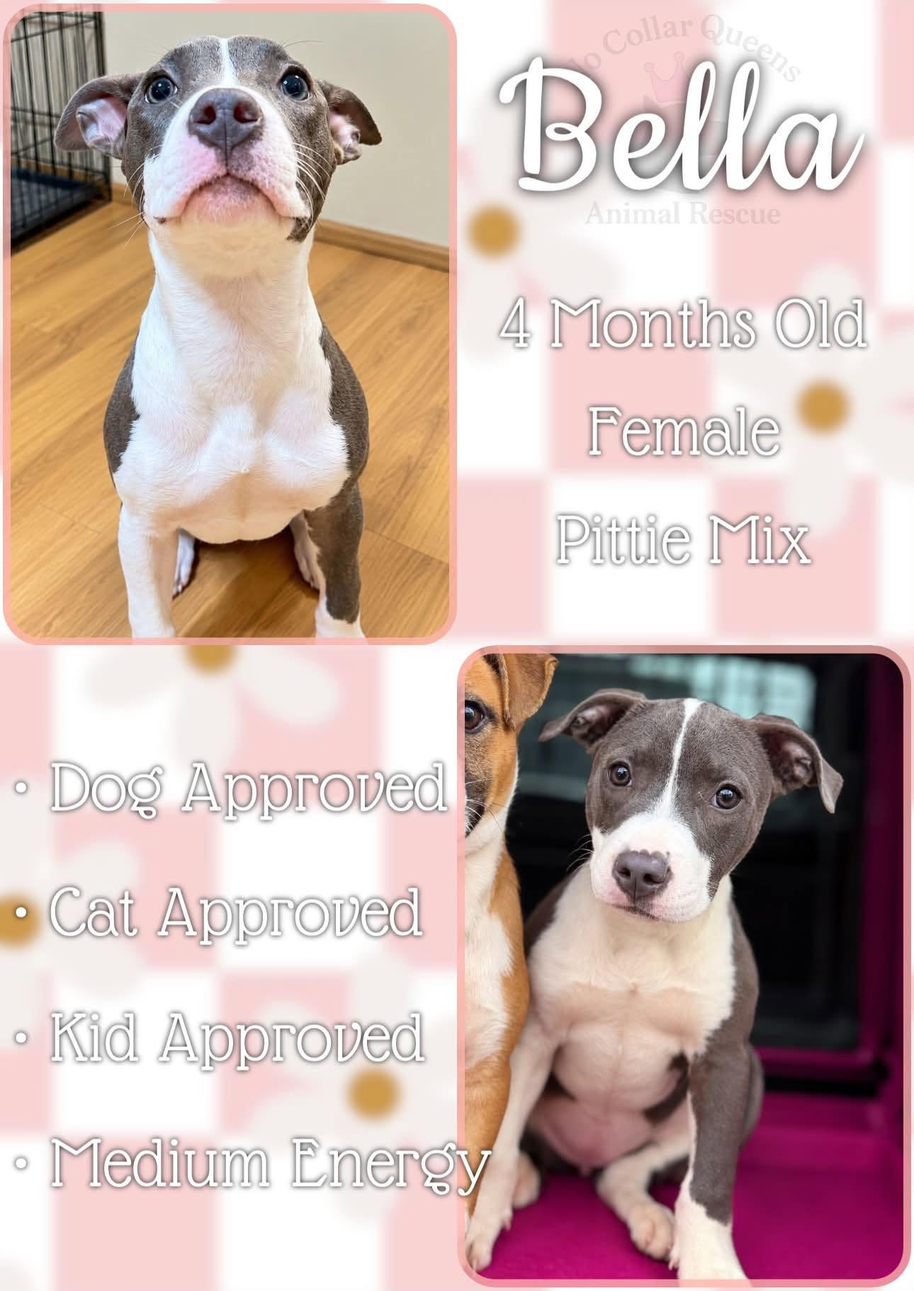 Enlarge Bella (Belladonna), a Adoptable Pit Bull Terrier in Jacksonville, NC image 2/2