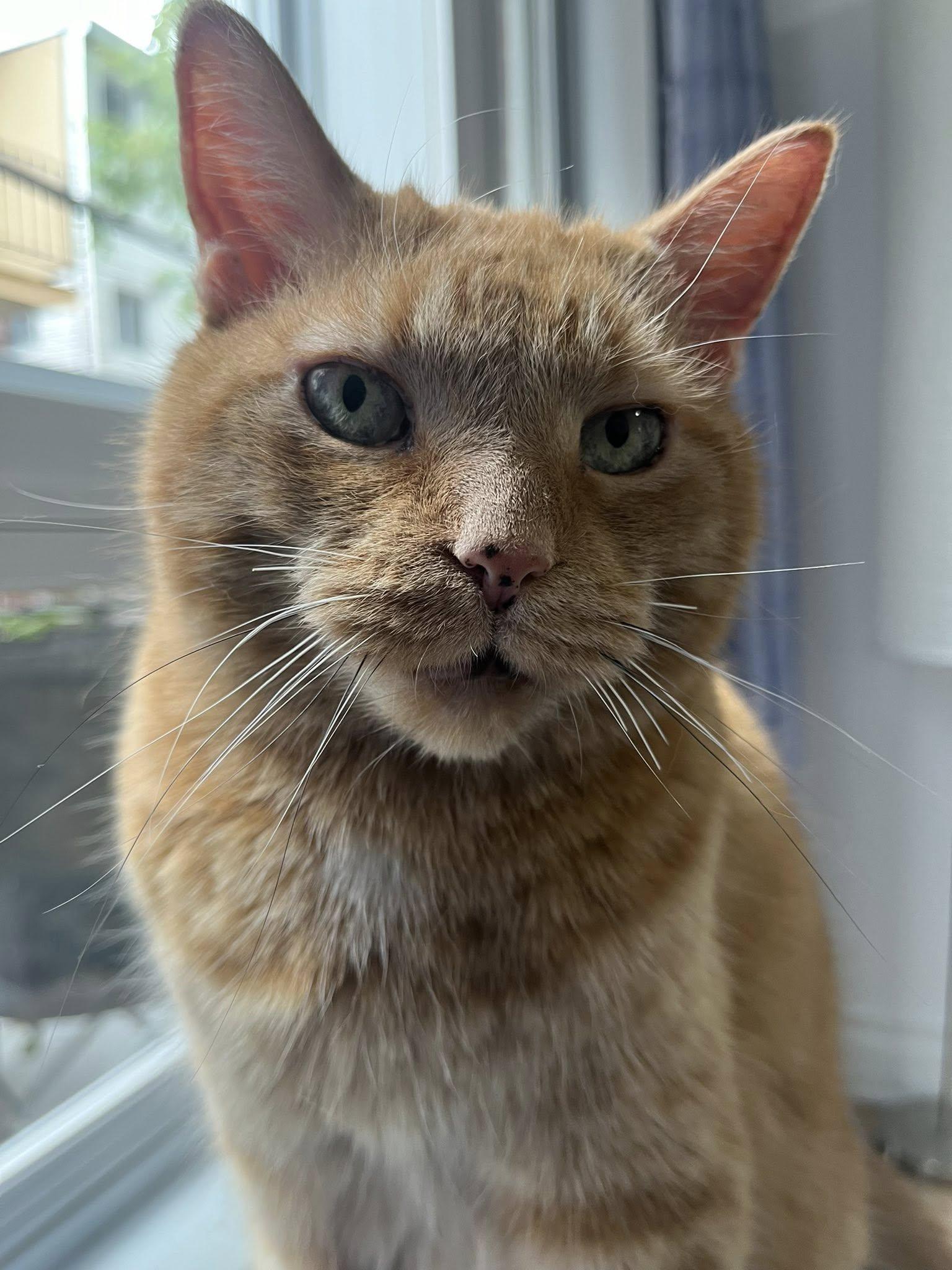 Cashew II, adopted, Senior Male Domestic Short Hair.